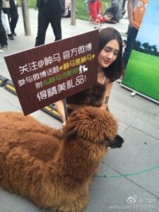 羊驼站台日入3000元！网友感叹收入不如草泥马