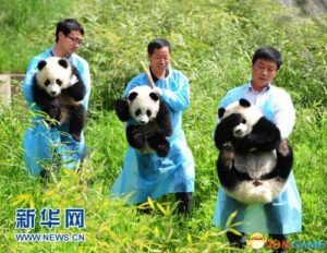 20万年薪陪熊猫与其玩耍 网友赞“中国最有趣工作”
