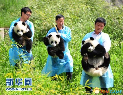 20万年薪陪熊猫与其玩耍 网友赞“中国最有趣工作”