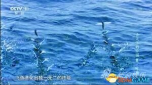 舌尖2再涉抄袭BBC 网友称：这样的致敬太标准了
